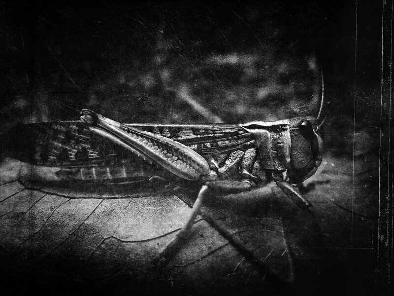 Grasshopper on Leaf — Black