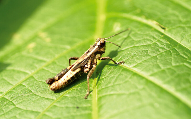Grasshopper on Leaf — Green, Calm, Afternoon