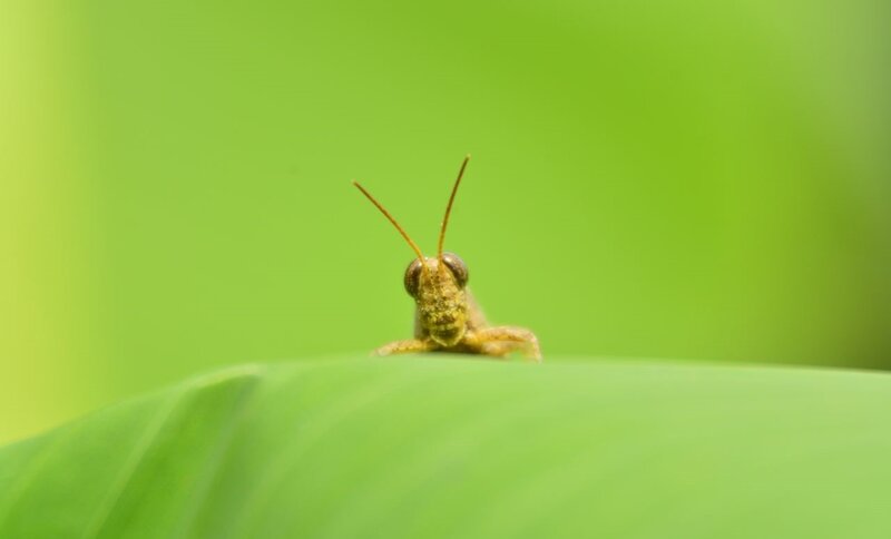Grasshopper on Leaf — Green, Calm