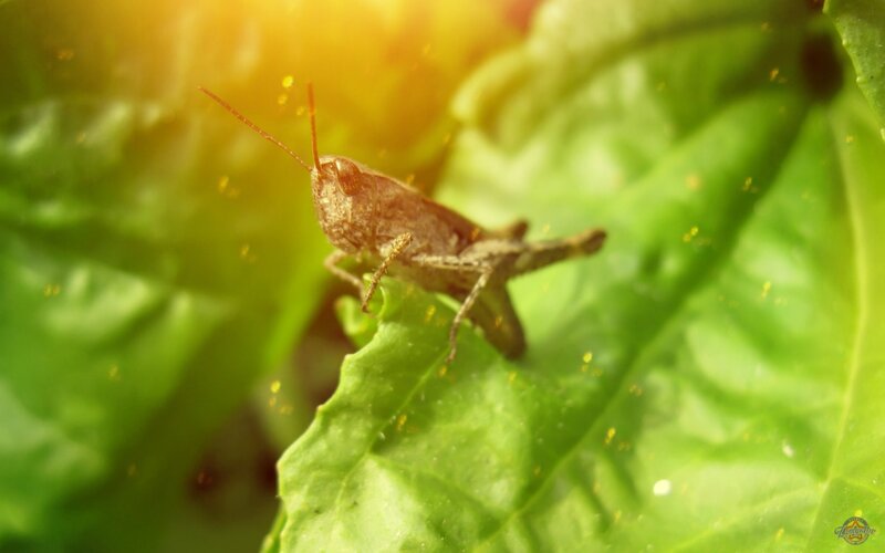 Grasshopper on Leaf — Green, Natural, Afternoon