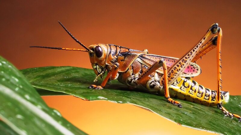 Grasshopper on Leaf — Green, Natural, Photograph, Antennae