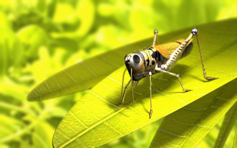 Grasshopper on Leaf — Green, Natural