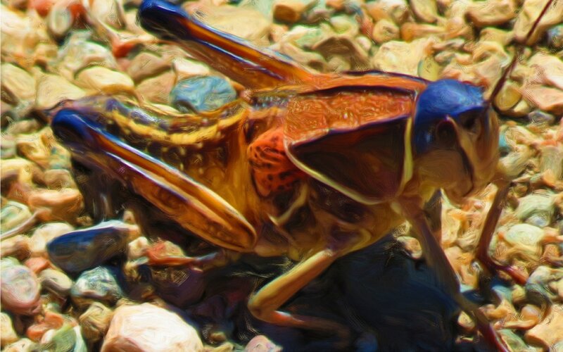 Grasshopper on Pebbles — Blue