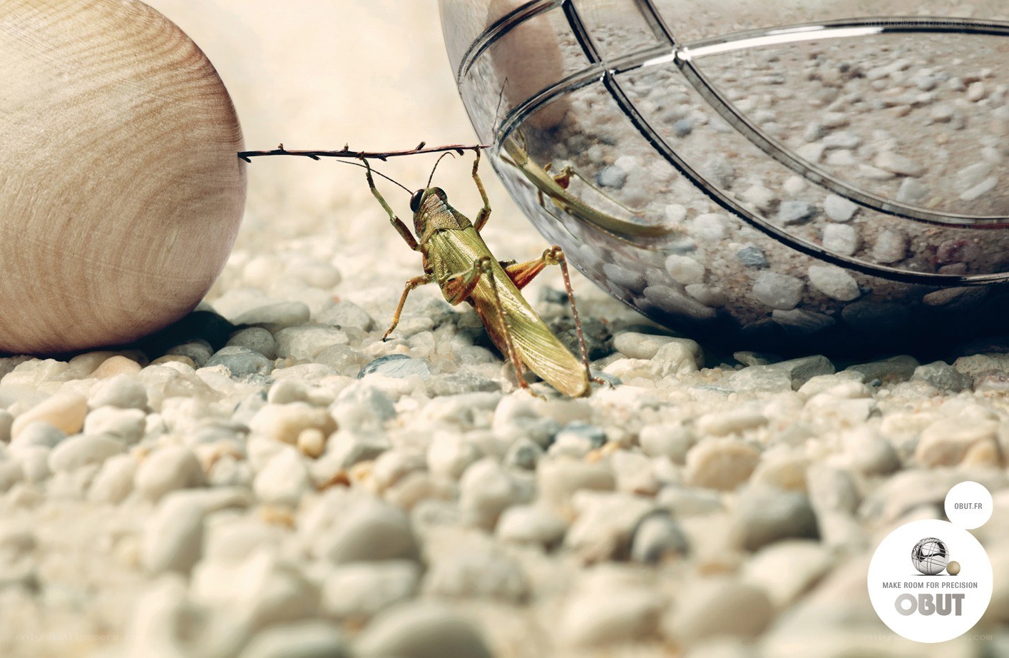 Grasshopper on pebbles