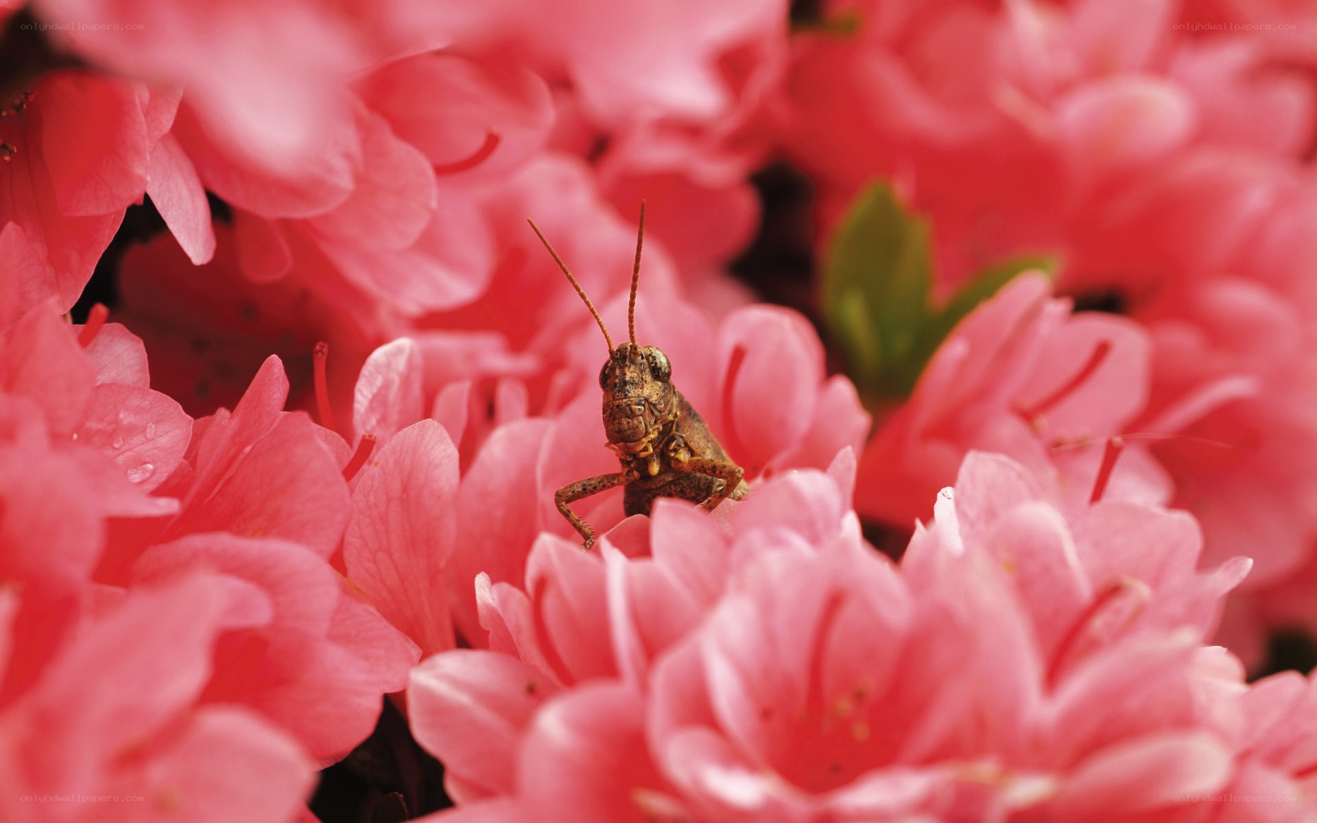 Grasshopper on pink flowers