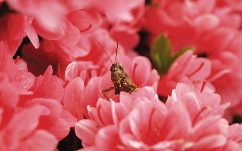 Grasshopper on pink flowers