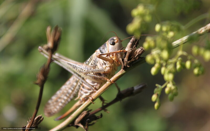 Grasshopper on Plant Stem