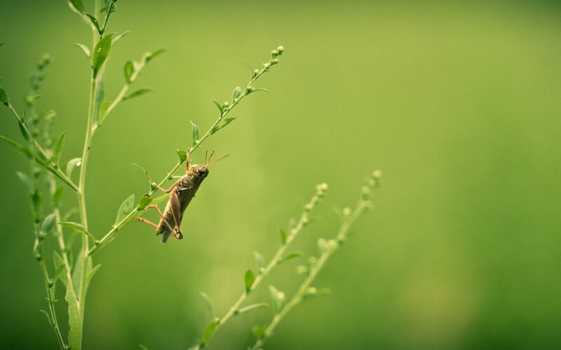 Grasshopper on Plant