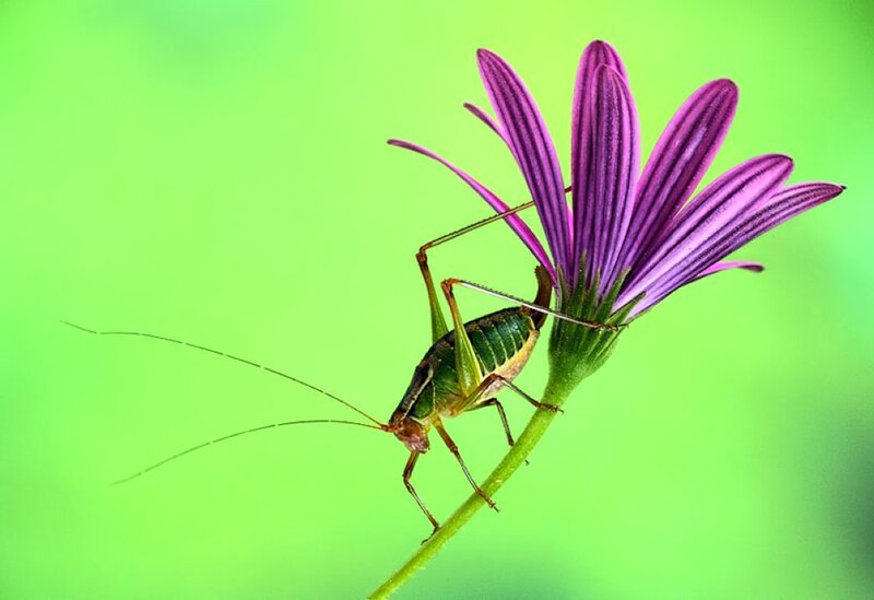 Grasshopper on purple flower