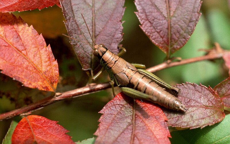 Grasshopper on Red Leaf