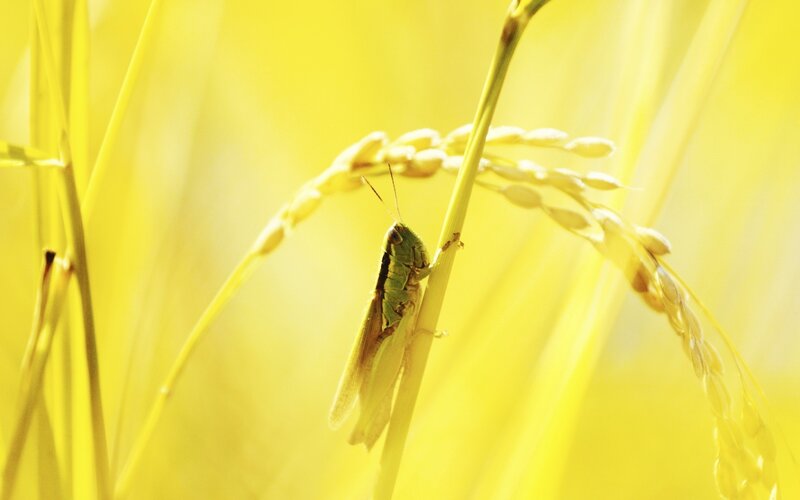 Grasshopper on rice stalk