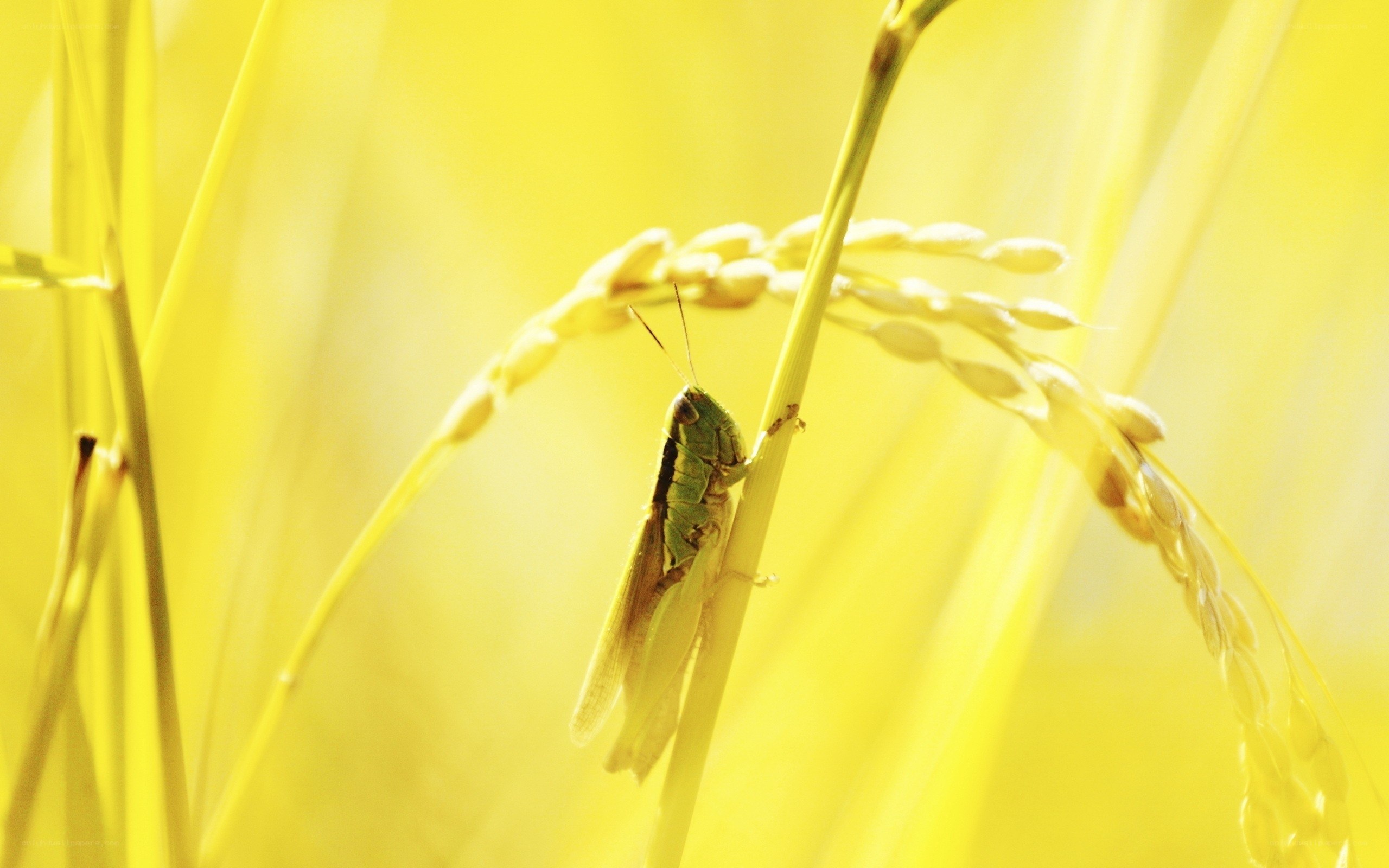 Grasshopper on rice stalk