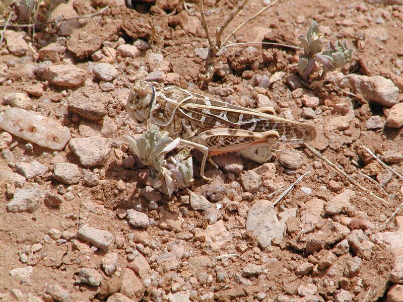 Grasshopper on rocky ground