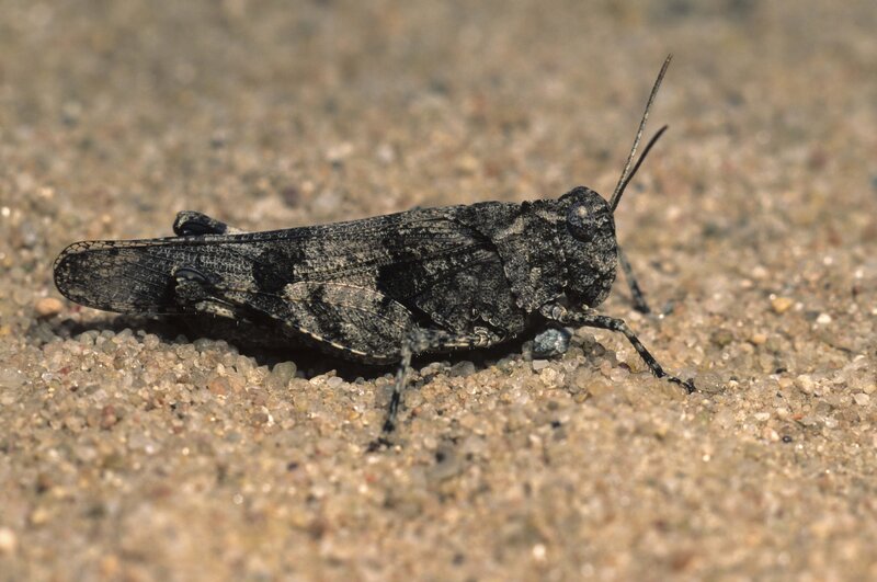 Grasshopper on sandy ground