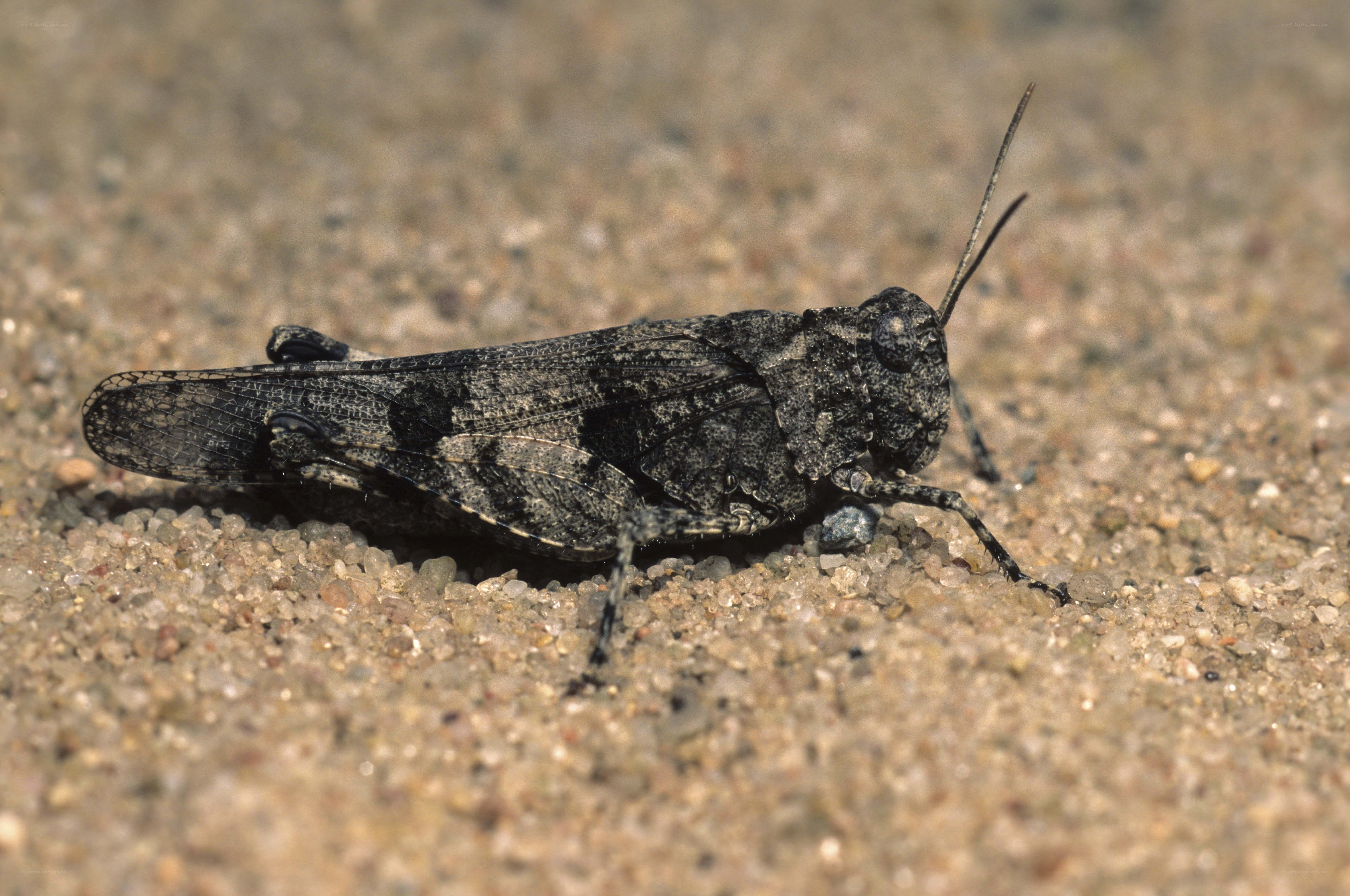 Grasshopper on sandy ground