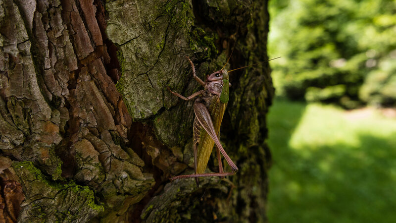 Grasshopper on Tree Bark — Brown