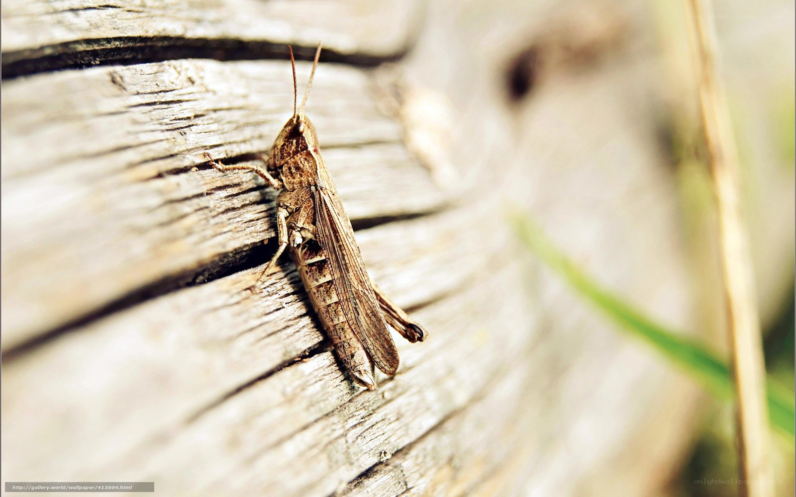 Grasshopper on weathered wood