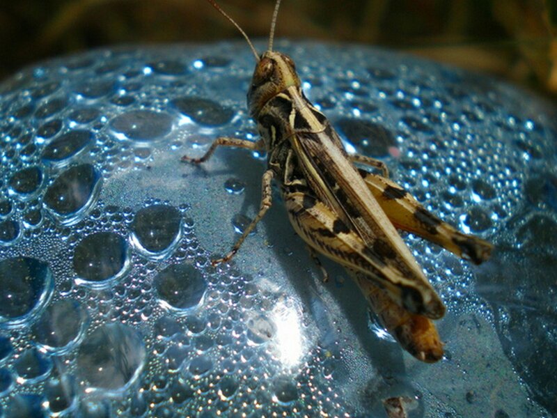 Grasshopper on Wet Surface
