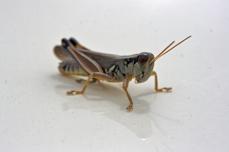 Grasshopper on White Surface