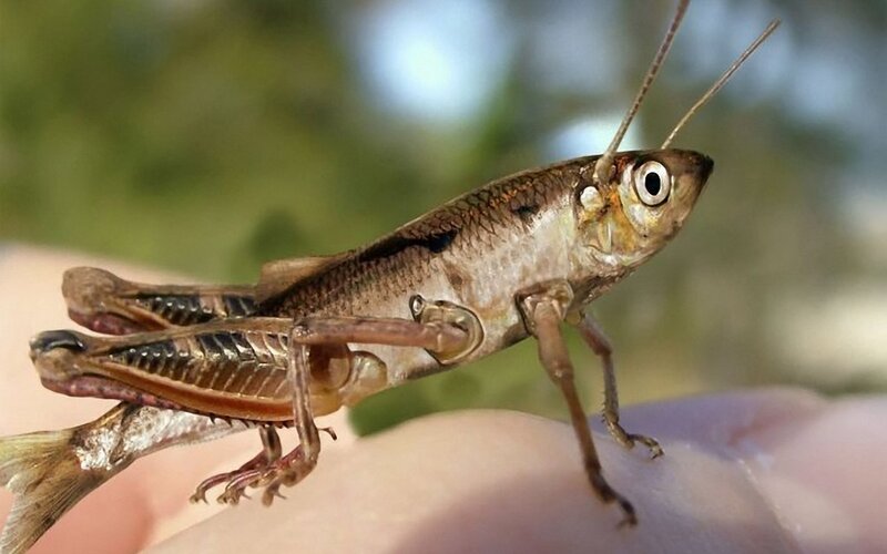 Grasshopper with fish head