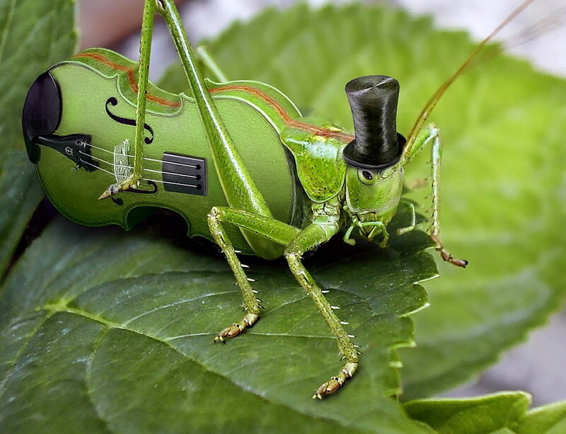 grasshopper with violin and top hat