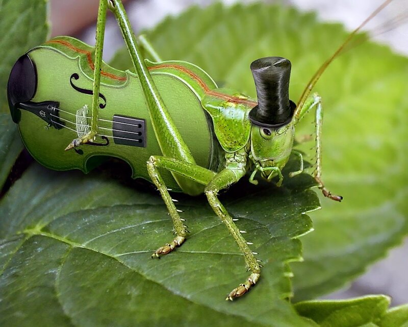Grasshopper with Violin