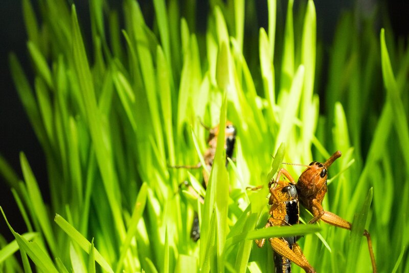 Grasshoppers in Grass