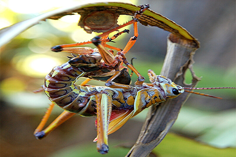 Grasshoppers mating on leaf