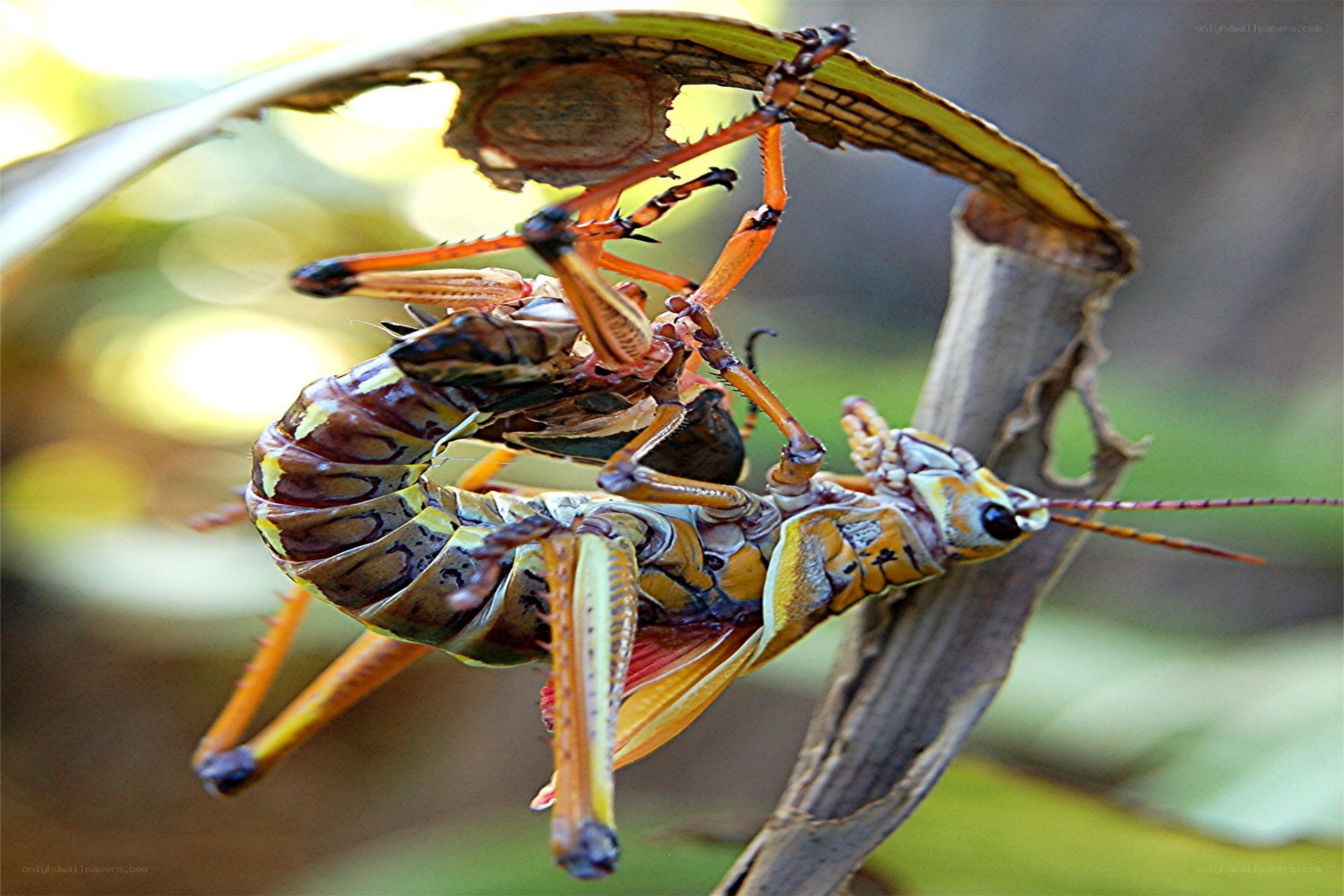 Grasshoppers mating on leaf