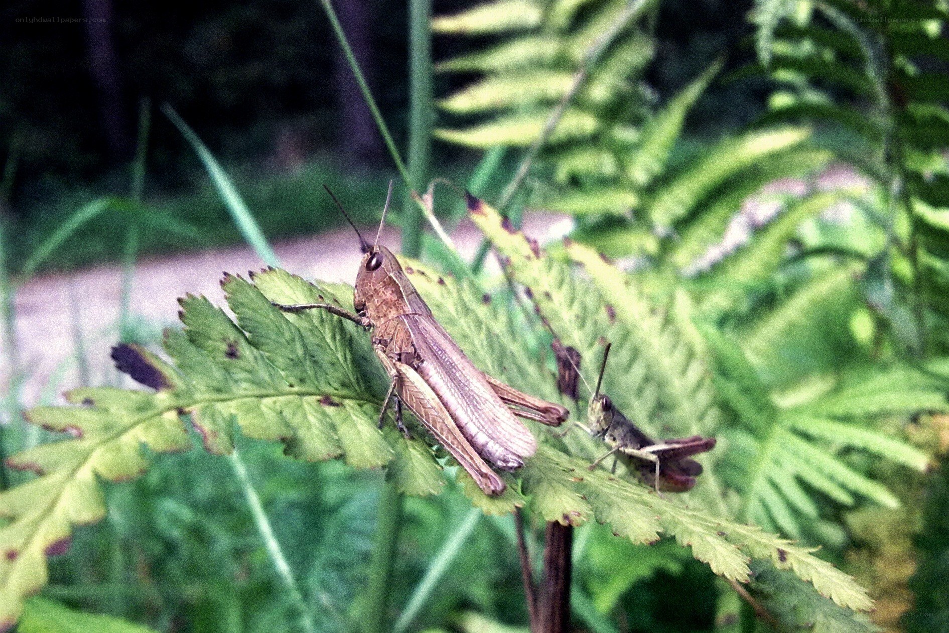 Grasshoppers on a fern leaf