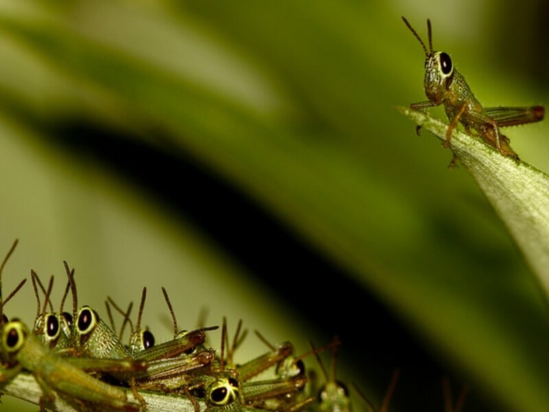 Grasshoppers on a leaf