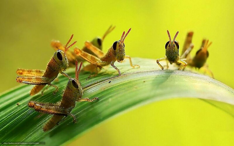 Grasshoppers on a leaf