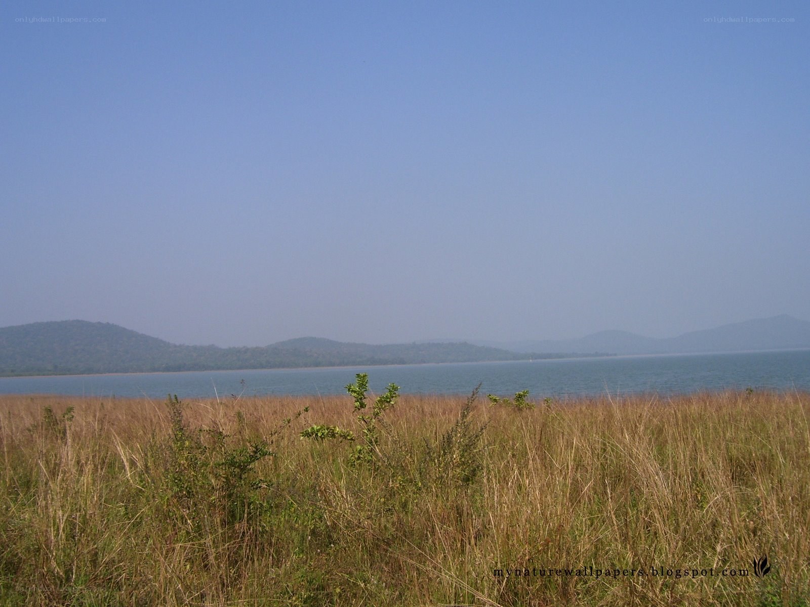 Grassland by a lake