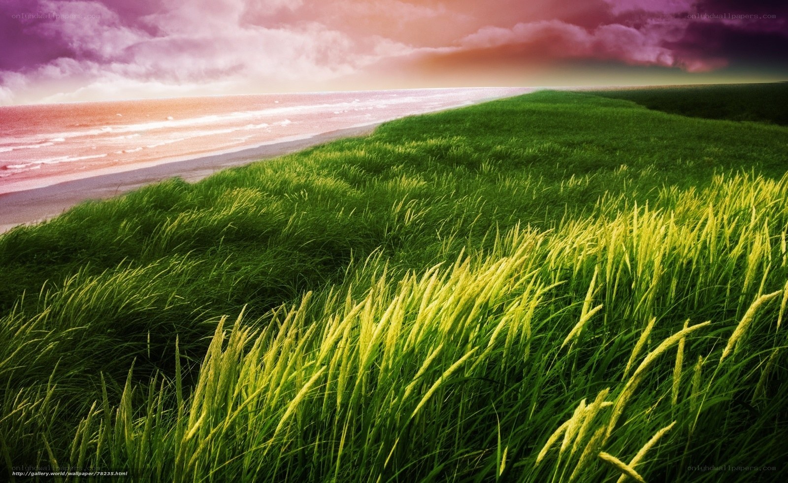 Grassland by the ocean at sunset