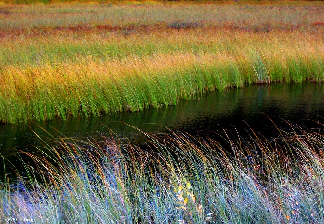 Grassland marsh at dusk