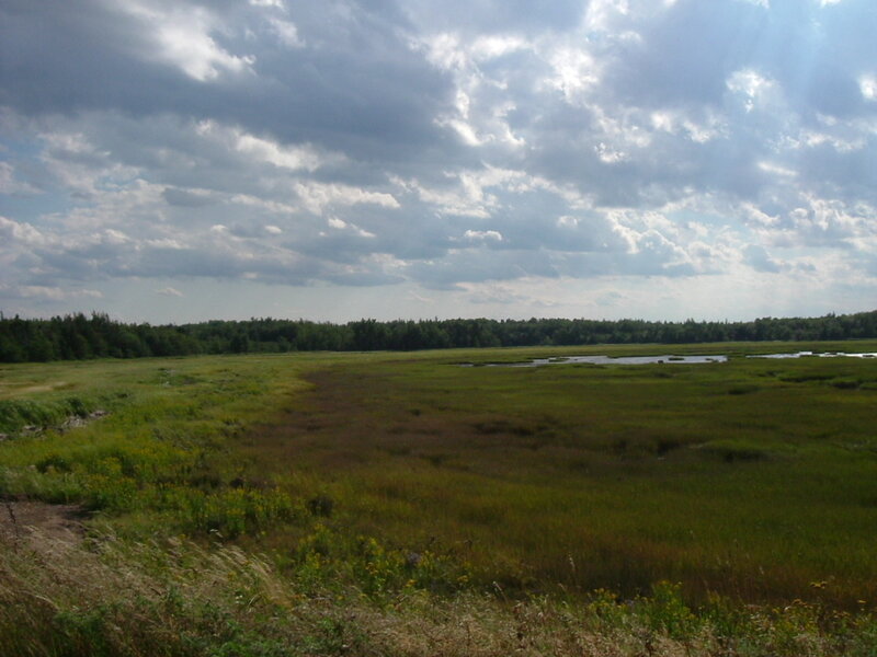 Grassland marsh under cloudy sky