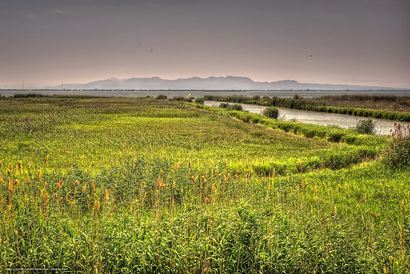 Grassland marsh with distant mountains