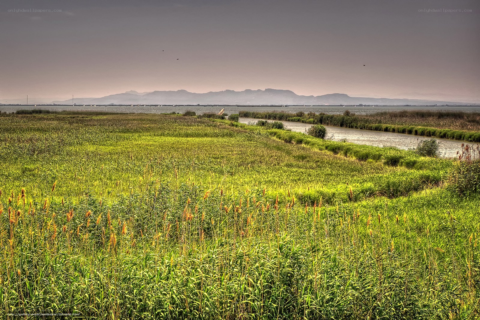 Grassland marsh with distant mountains