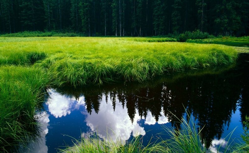 Grassland Pond Reflection — Green, Serene, Afternoon, Photograph