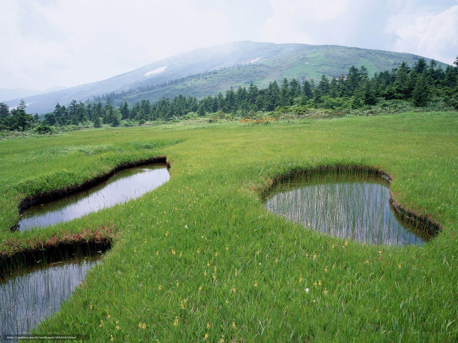 Grassland pond with mountain view