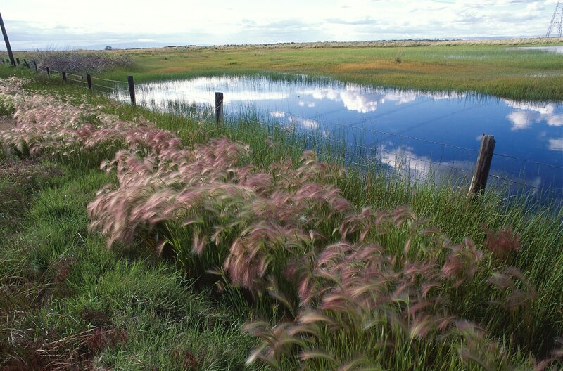 Grassland pond with wire fence