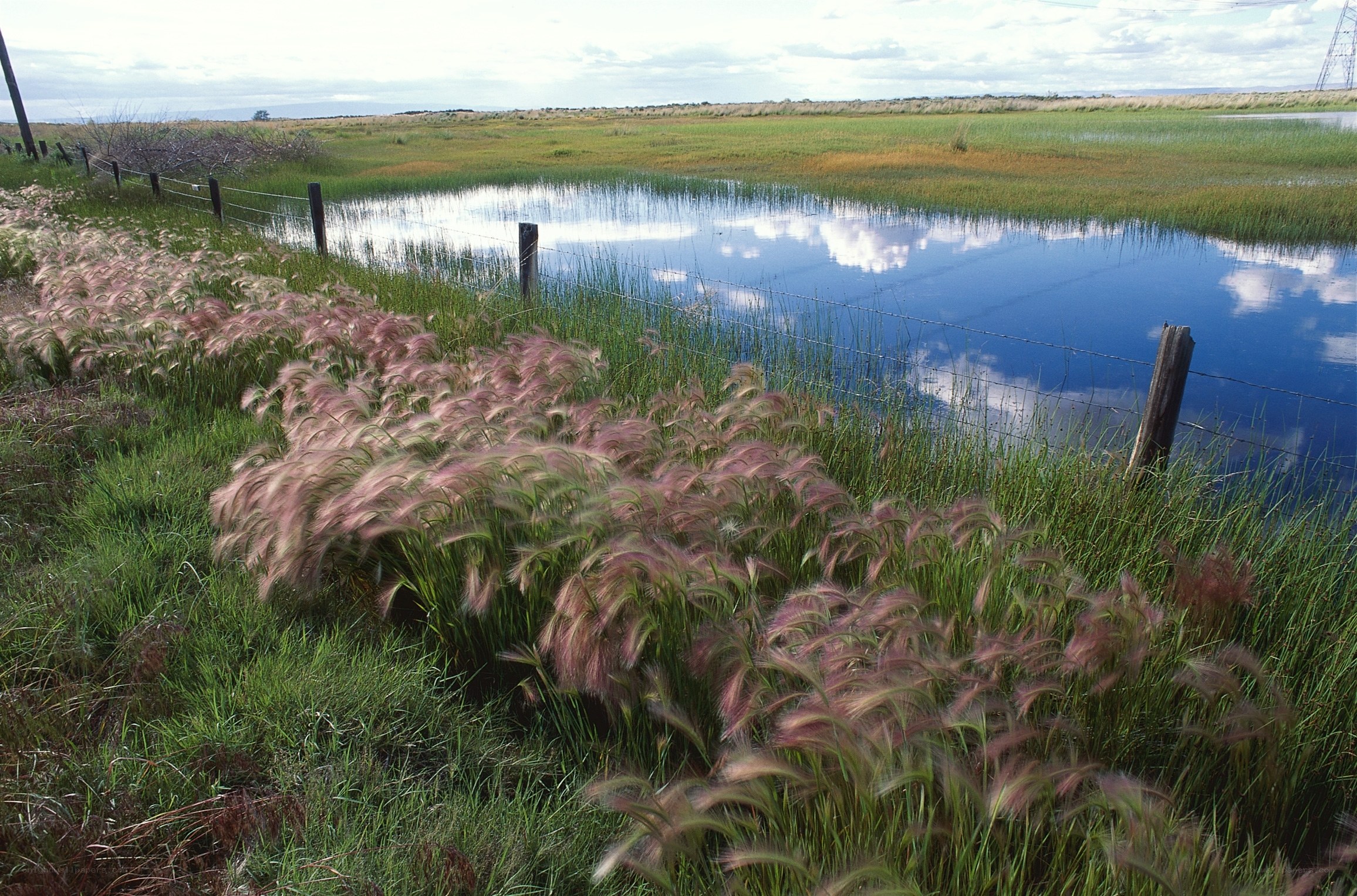Grassland pond with wire fence