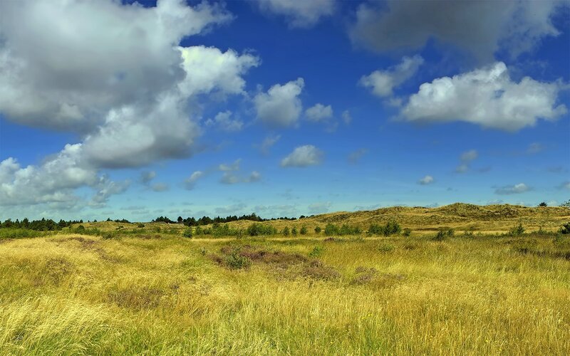 Grassland under a blue sky