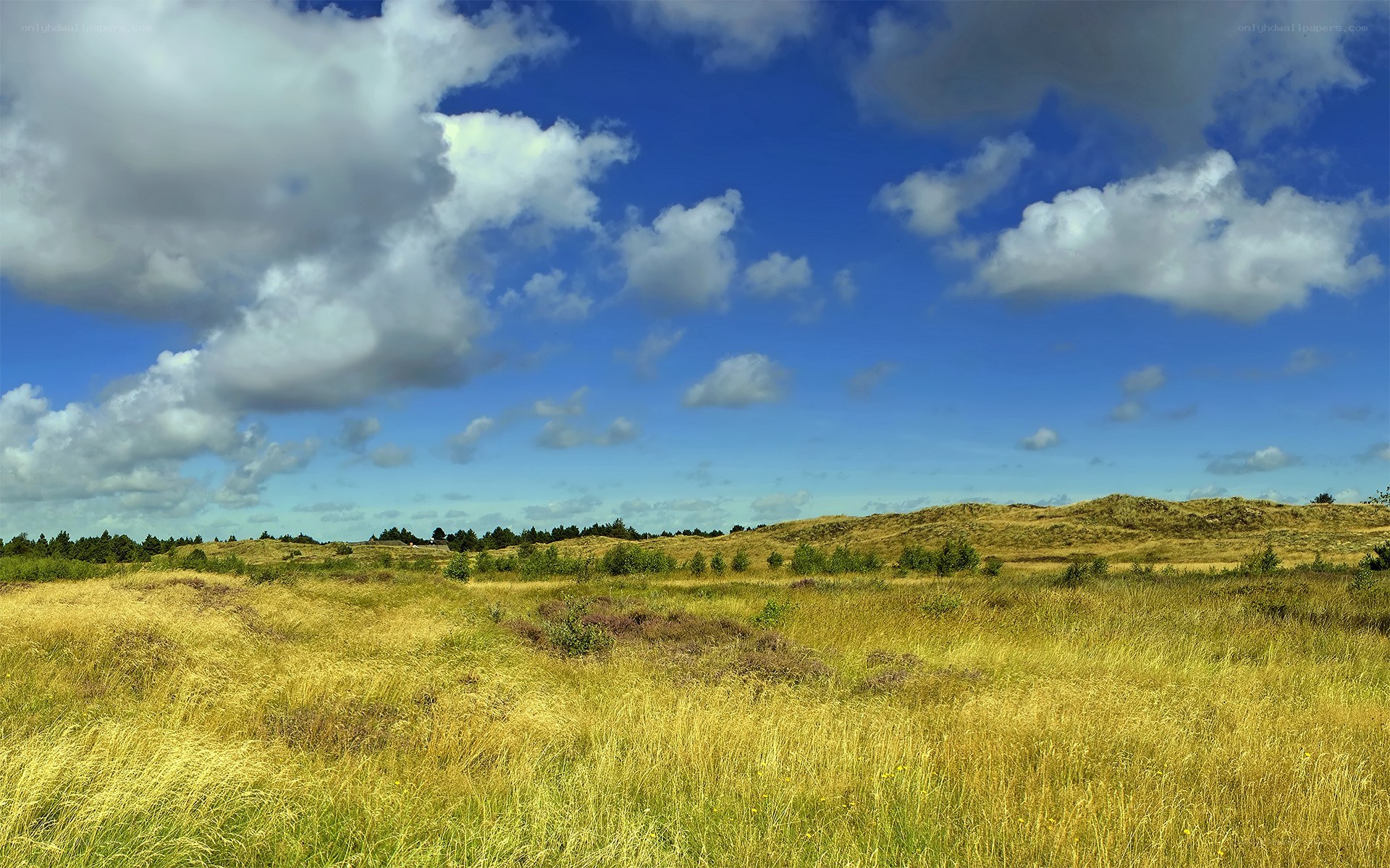 Grassland under a blue sky