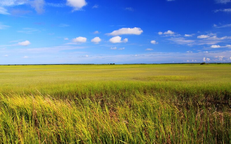 Grassland under blue sky