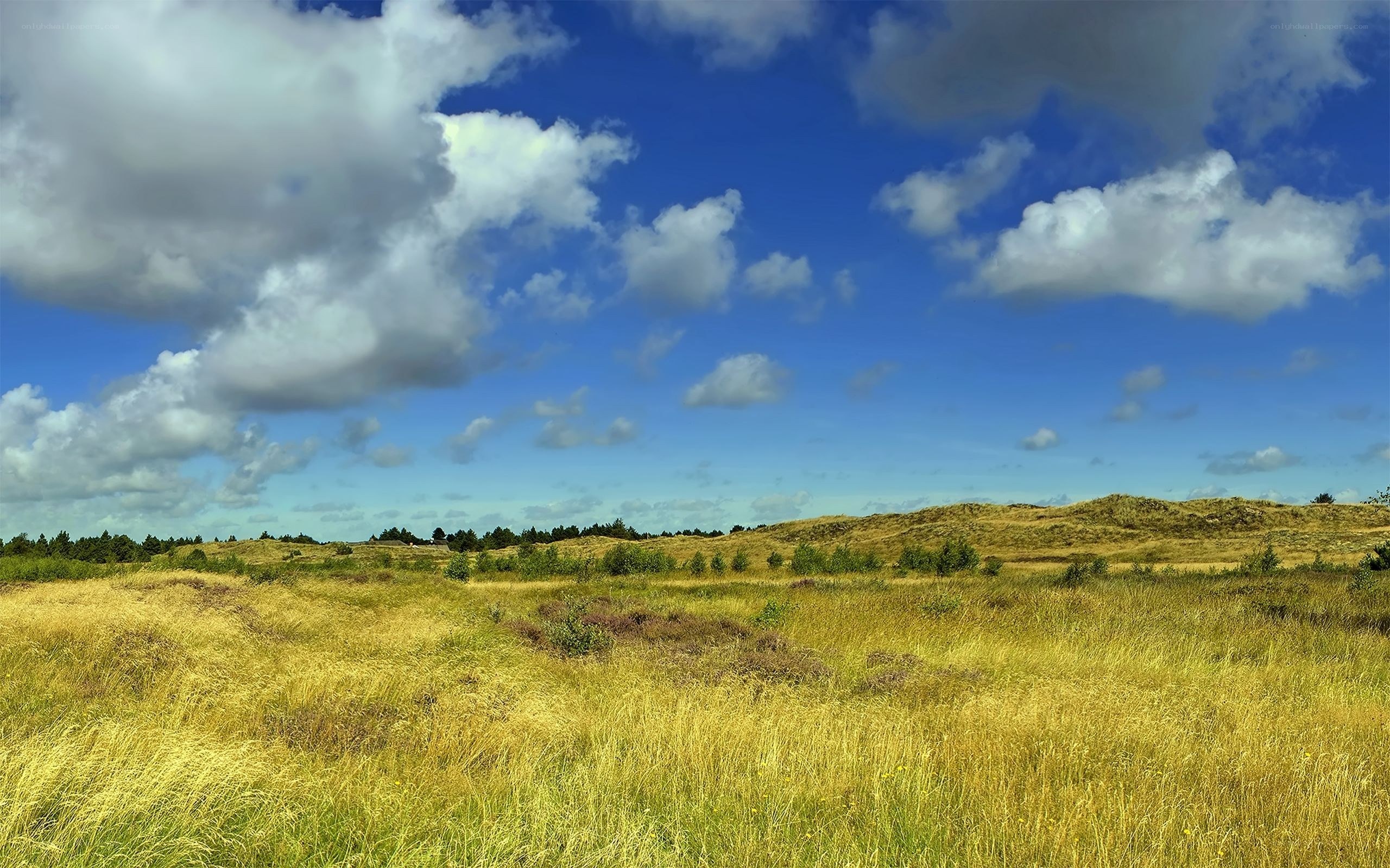 Grassland under cloudy sky