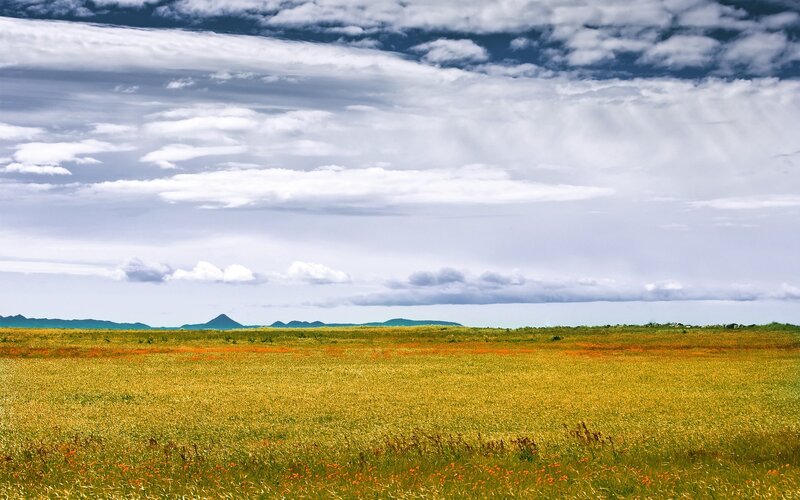 Grassland under cloudy sky