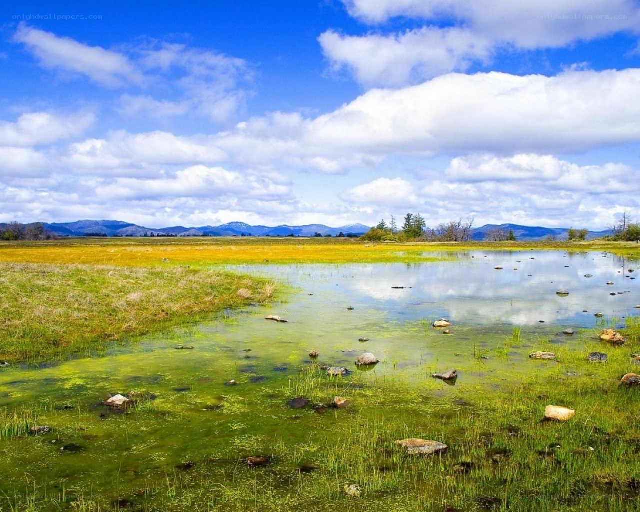 Grassland wetland with mountains