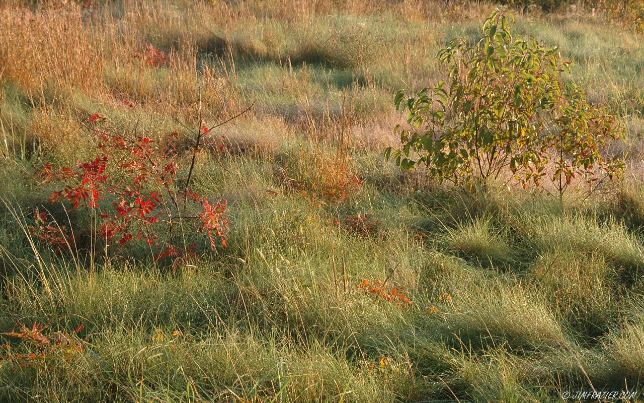 Grassland with autumn foliage