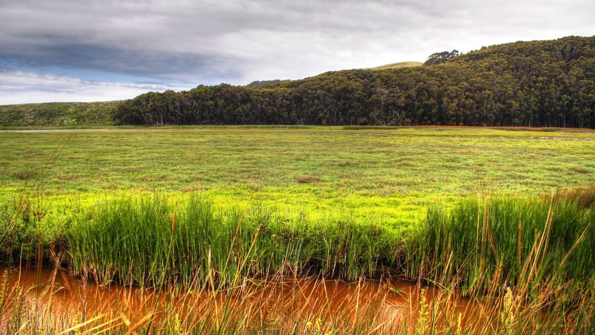 Grassland with forested hills